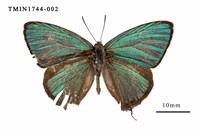 藏品(碧翠灰蝶)的圖片